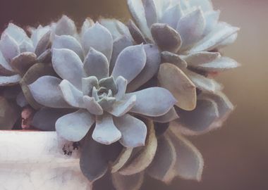 succulent plant