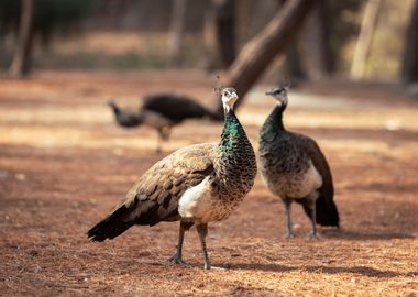 Colorful peacocks, Greece