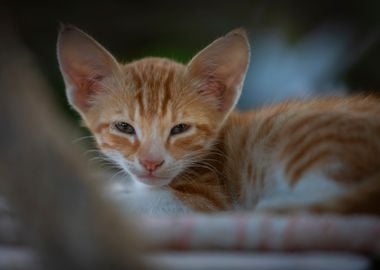 Kitten, pet, green eyes