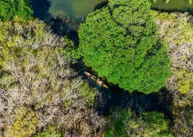 Amazing mangroves scenery