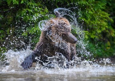 Wild adult Brown Bear