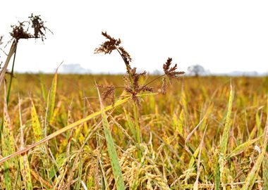 Cultivation of paddy