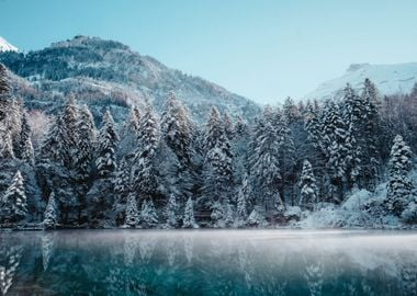 Frozen Forest Reflected