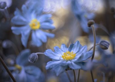 Blue anemone in garden