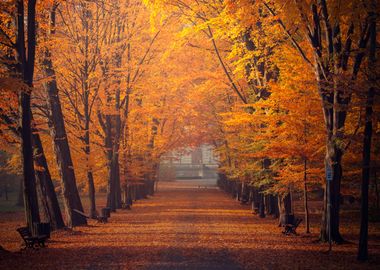 Autumn misty path in park