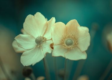 Yellow flower,macro garden