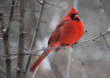 red bird winter