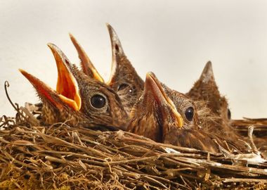 Hungary Chicks