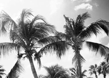 Caribbean Palm Trees 2