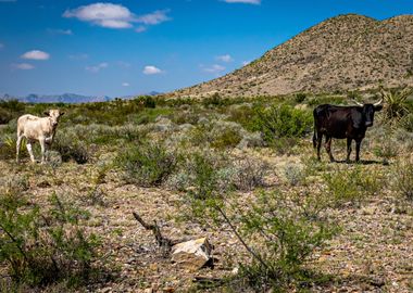 Criollo Cattle in Texas