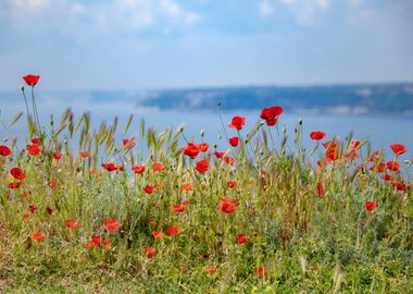 Seascape, poppy, Bulgaria