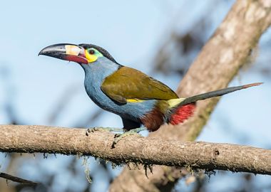 Perched on a Branch