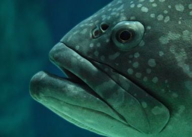 Close up of a Grouper Fish