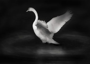 Swan Flight