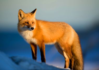 Fox Animal in Winter