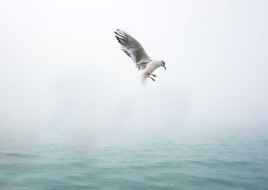 Seagull at sea