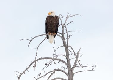 Bald Eagle Perched 