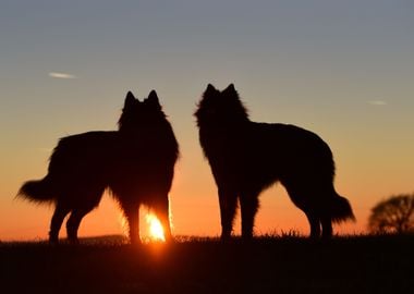 German Shepherds at Dawn