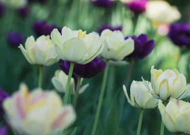 tulips white purple