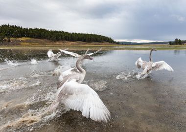 Take off of a flock