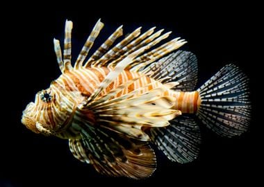 Lionfish Close up