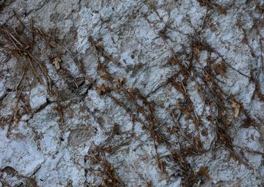 Old stones wall with roots