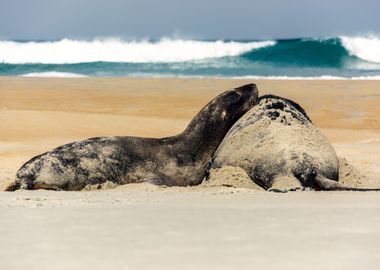 Beach cuddles 