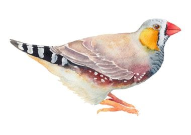 Zebra Finch Bird