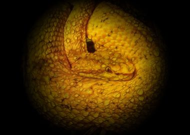 Eyelash viper