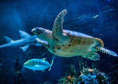 Sea Turtle underwater 