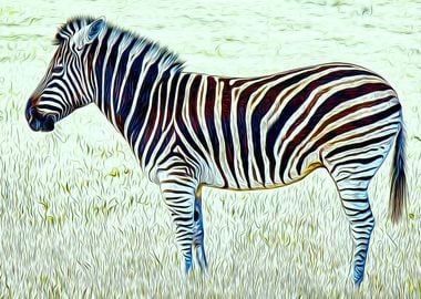 Zebra