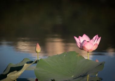 beautiful lotus