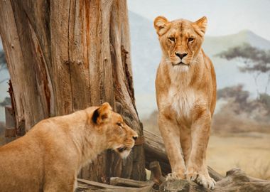 Wild lionesses in Tanzania