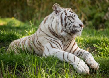 White tiger lying in grass