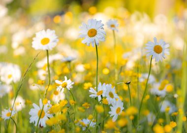 Summer meadow with flowers