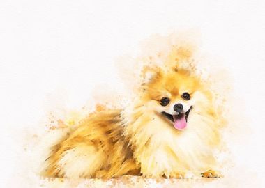 Pomeranian Dog