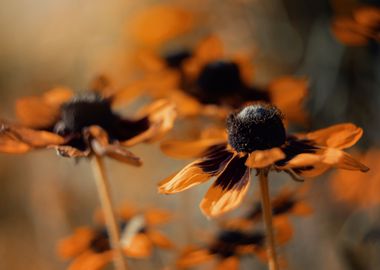 Orange flowers in garden