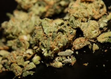 Medical marihuana close up