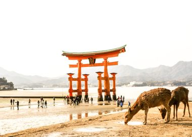 Wildlife and Torii Gate