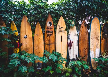 Wall of Surf Boards