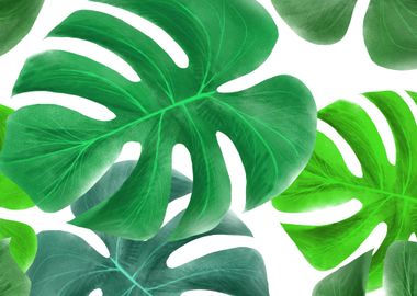 monstera 