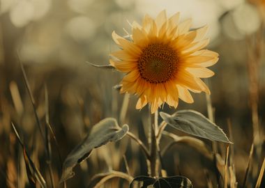 Yellow sunflower, macro