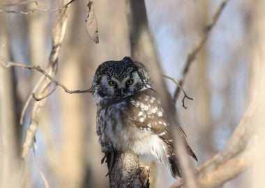 Boreal owl with prey