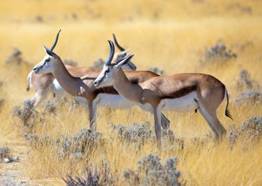 Gazelle Antelope Nature