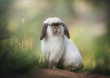 Cute Rabbit