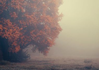 Autumn trees, park, Poland