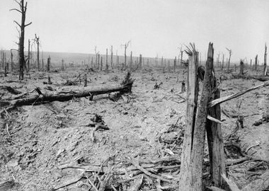 View of the blasted trees