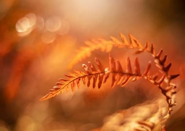 Autumn fern leaves, forest