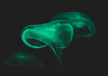 Green Glow Jellyfish