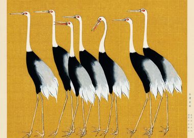 A flock of Japanese Cranes